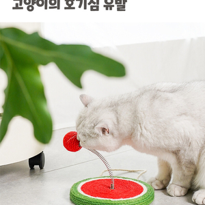 고양이스크래쳐 수박