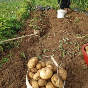 강원도 평창 두백 감자 10KG