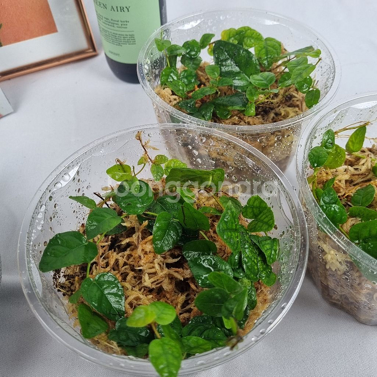 식물 피커스 푸미라 원종 써니그린--1