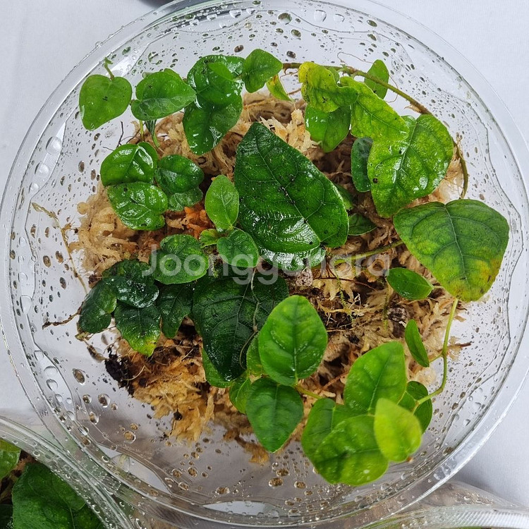 식물 피커스 푸미라 원종 써니그린--0