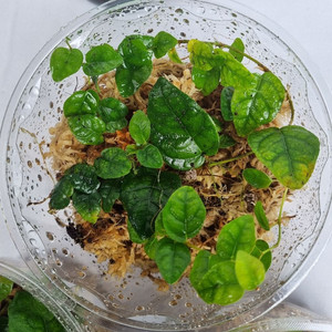 식물 피커스 푸미라 원종 써니그린