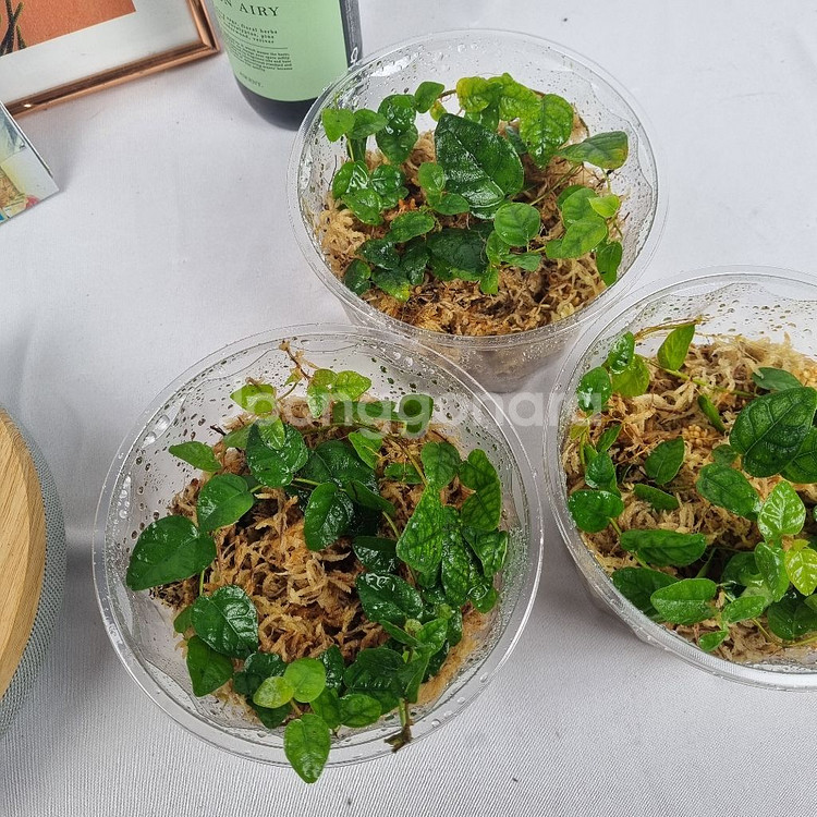 식물 피커스 푸미라 원종 써니그린--2