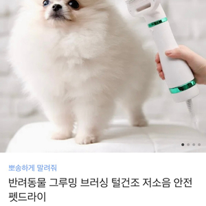 애견 펫 드라이기