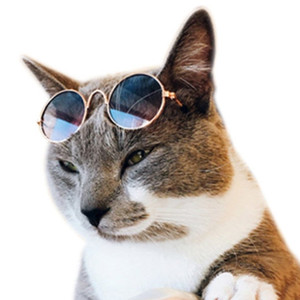 고양이 선글라스 냥글라스