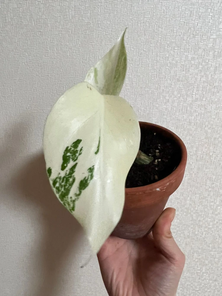 몬스테라 알보!:-) 이미지