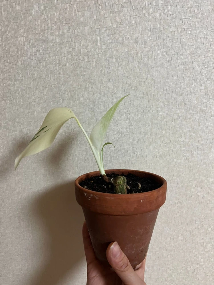 몬스테라 알보!:-) 이미지
