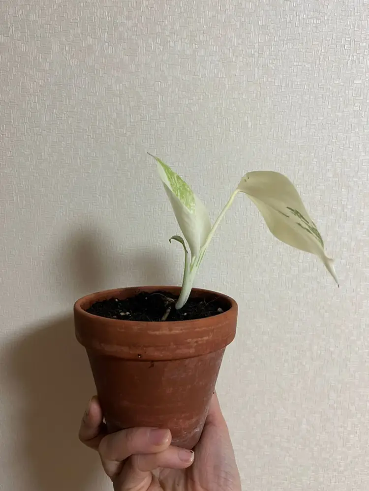 몬스테라 알보!:-) 이미지