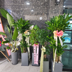 인테리어 대형화분 오픈화분