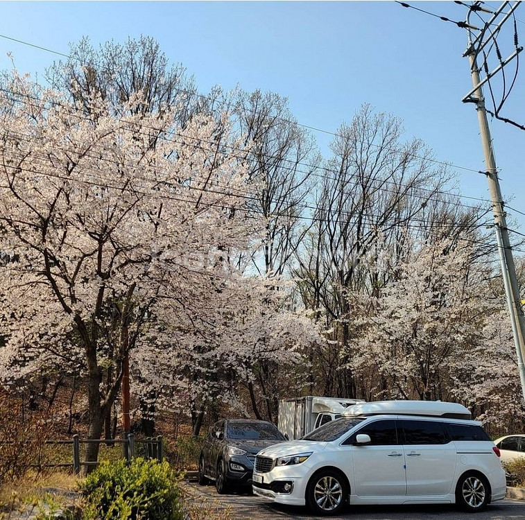 카니발하이리무진--2