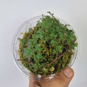 셀라지넬라 운시나타