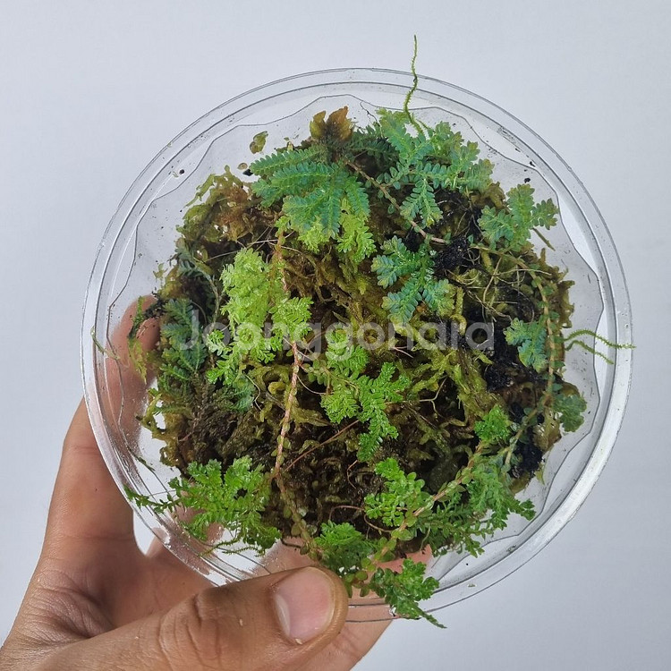 셀라지넬라 운시나타--1