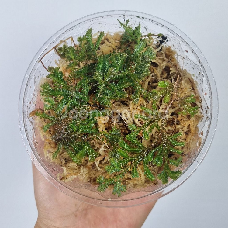 셀라지넬라 운시나타--3