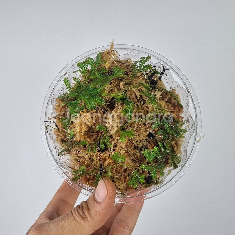 셀라지넬라 운시나타--4