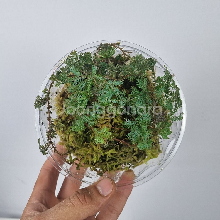 셀라지넬라 운시나타--2