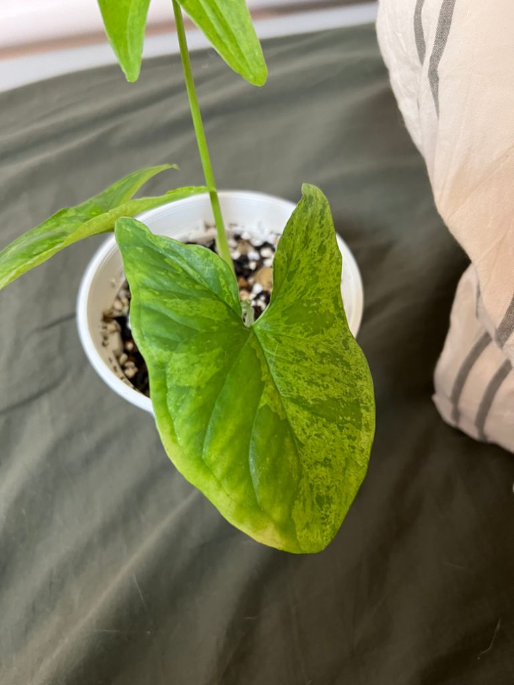 모히또 싱고니움 (무늬천재)--1