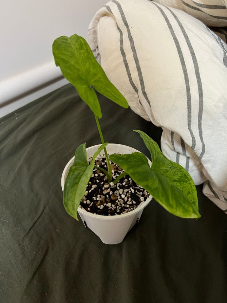 모히또 싱고니움 (무늬천재)--0