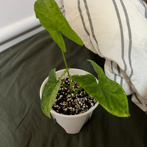 모히또 싱고니움 (무늬천재)