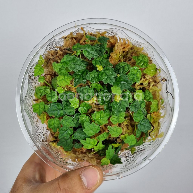 제주애기모람 5포트 분양해요--0