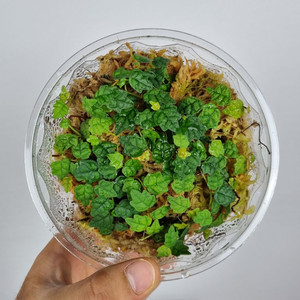 제주애기모람 5포트 분양해요