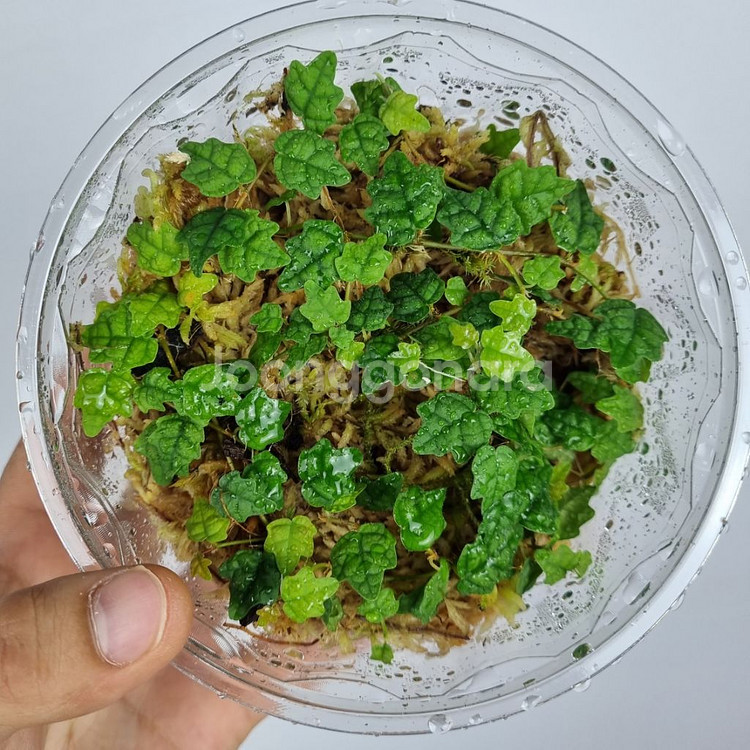 제주애기모람 5포트 분양해요--1