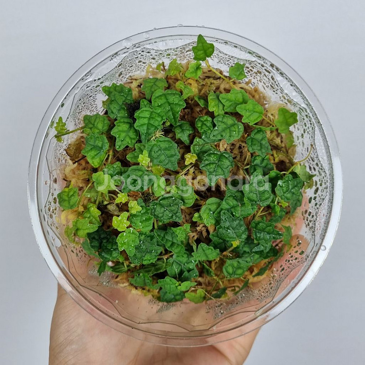 제주애기모람 5포트 분양해요--2