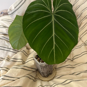 필로덴드론 남미글로리오섬 (뿌리튼튼)