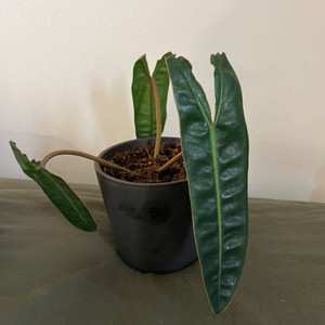 필로덴드론 빌리에티에 (원종)