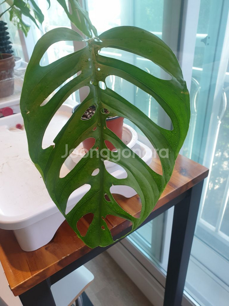 몬스테라 에스쿠엘레토--0
