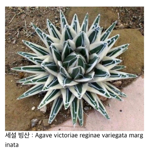 아가베 세설 백금 / 빙산 BABY 분양 (Agave)