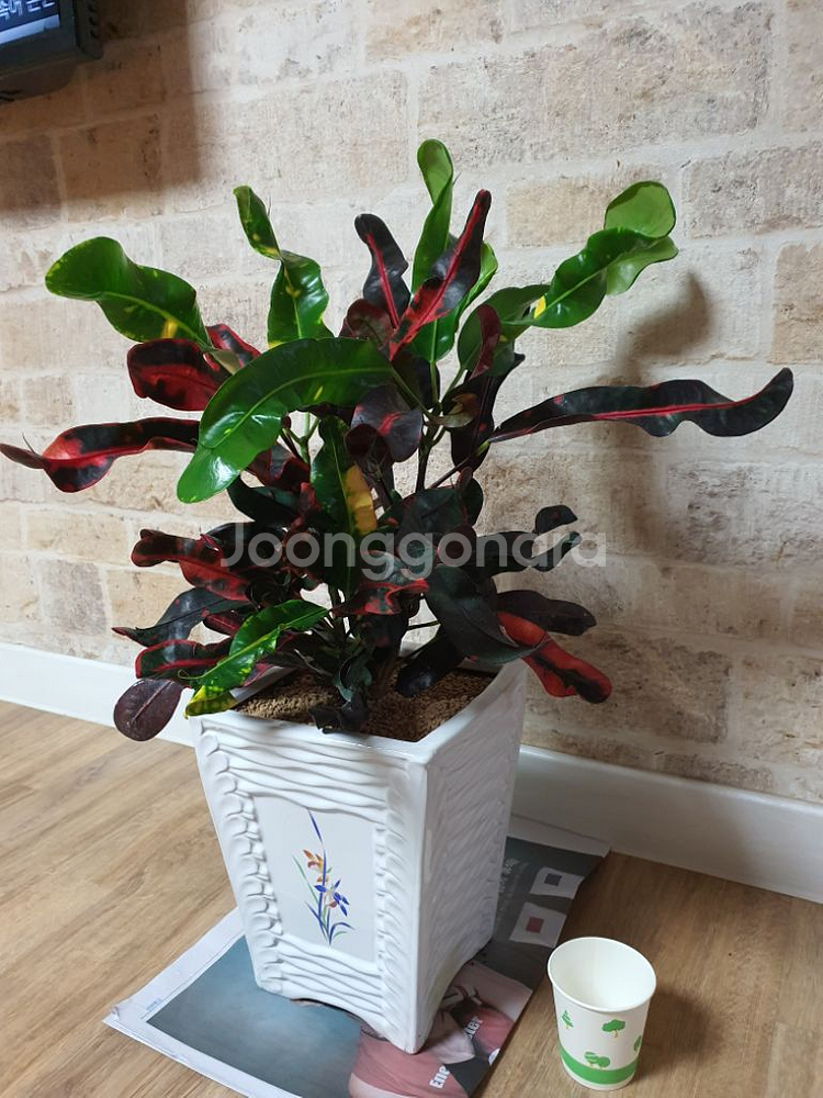 크로톤--3