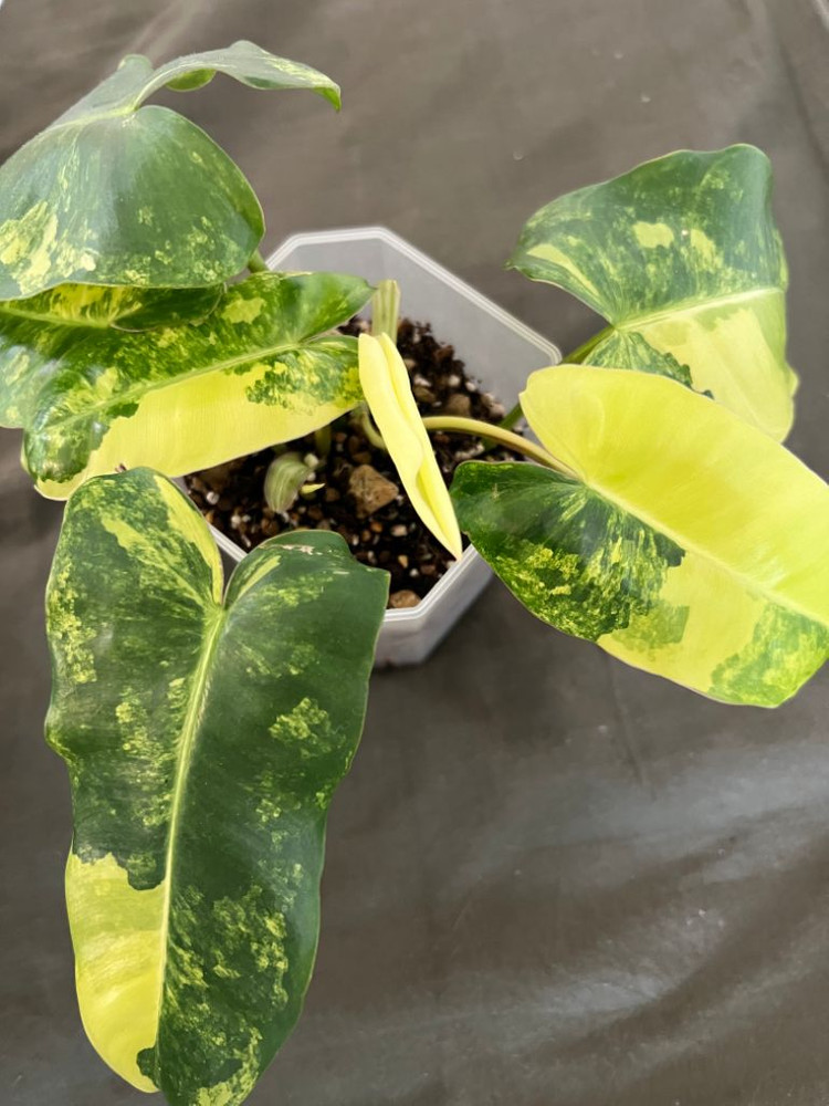 필로덴드론 바리에가타 (희귀식물, 뿌리튼튼)--1