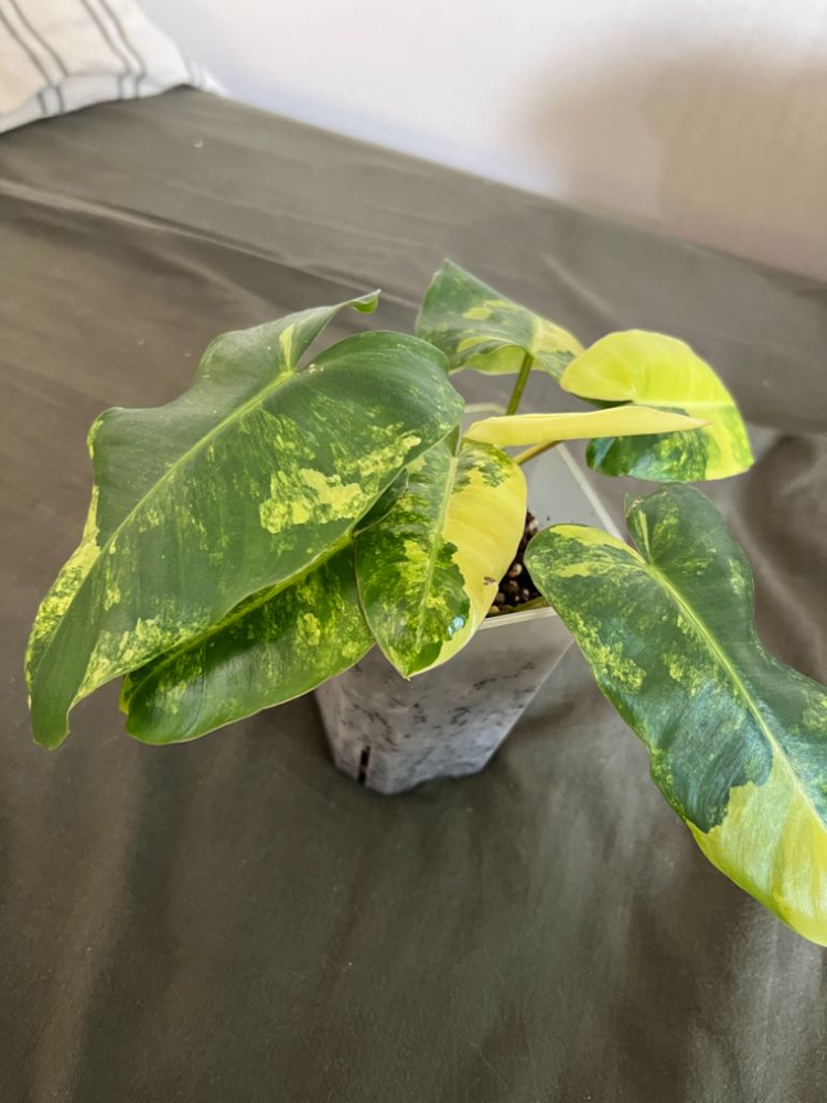 필로덴드론 바리에가타 (희귀식물, 뿌리튼튼)--2