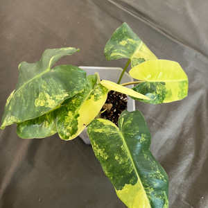 필로덴드론 바리에가타 (희귀식물, 뿌리튼튼)