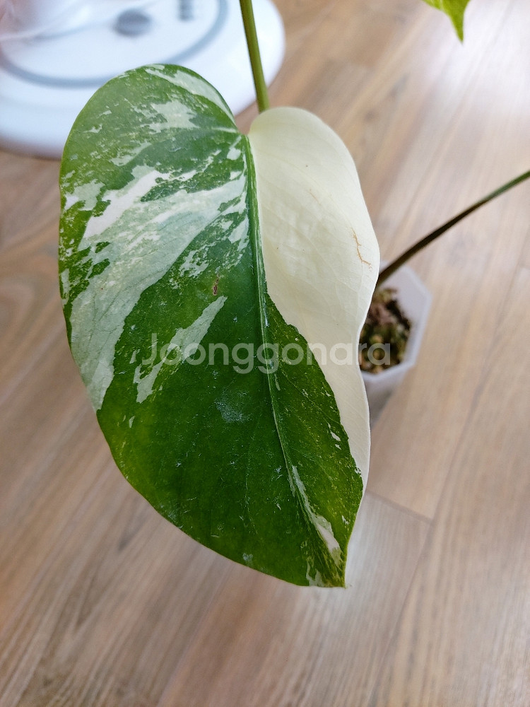 몬스테라 알보--2