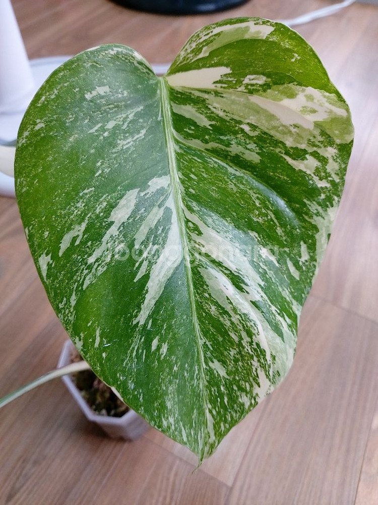 몬스테라 알보--3