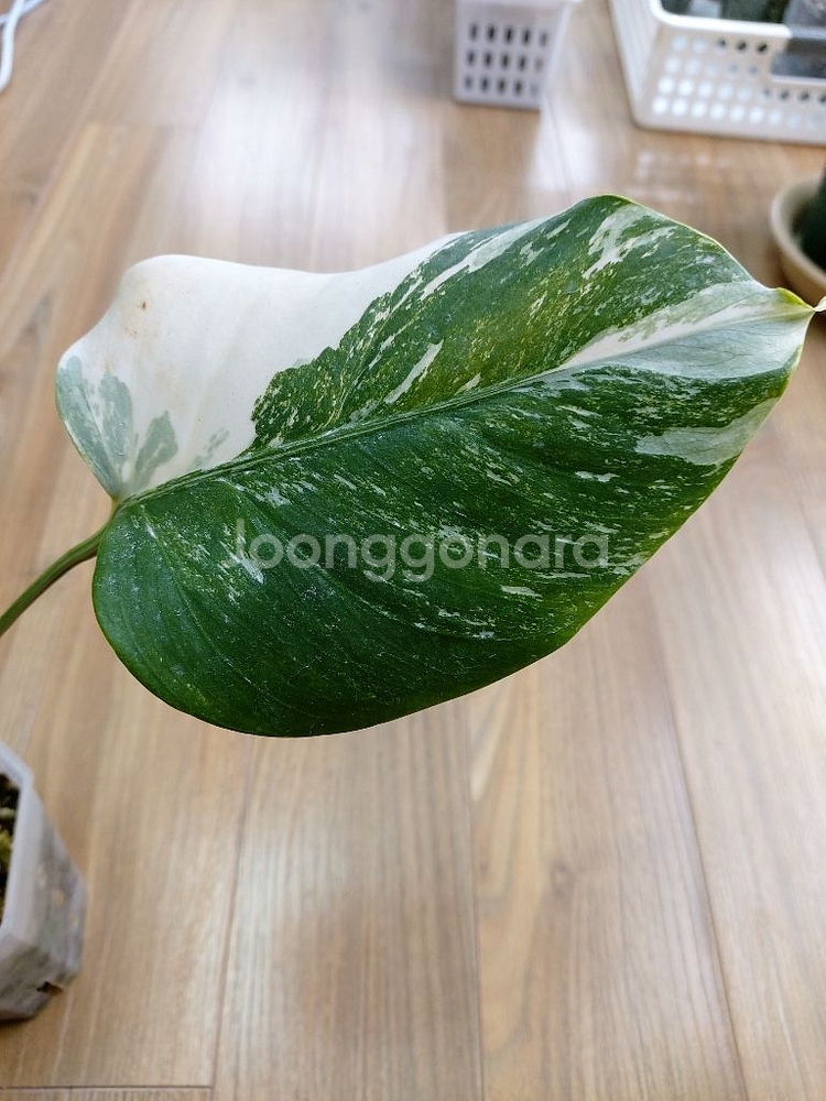 몬스테라 알보--1