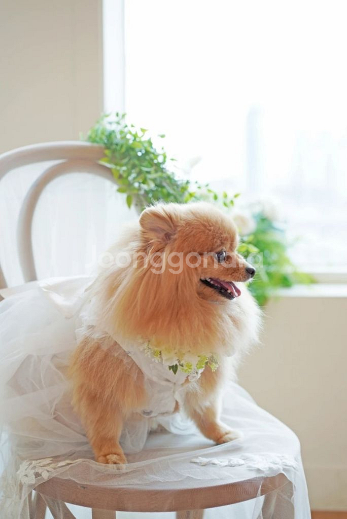 페어트립 강아지 웨딩드레스 판매합니다--3