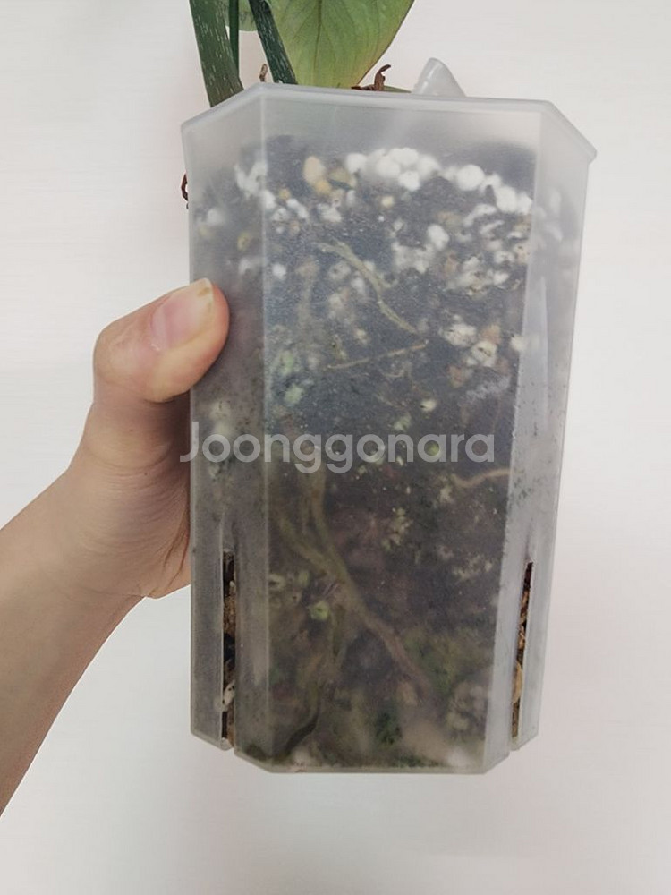 필로덴드론 남미 글로리오섬 / 글로리오섬 다크폼--5