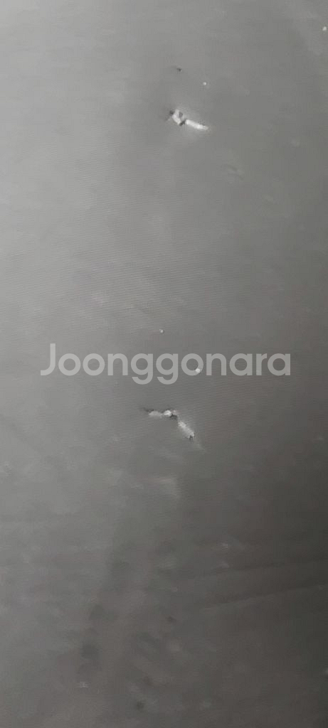(가격내림)래쉬 5미리 세미드라이--3