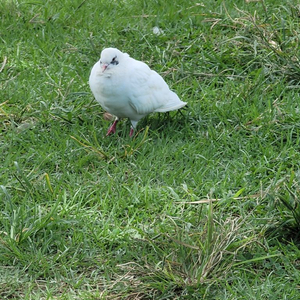 하얀 비둘기