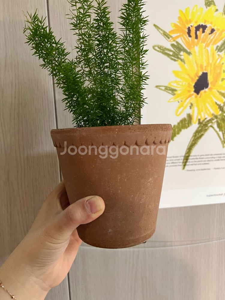 베르그포터 토분--1