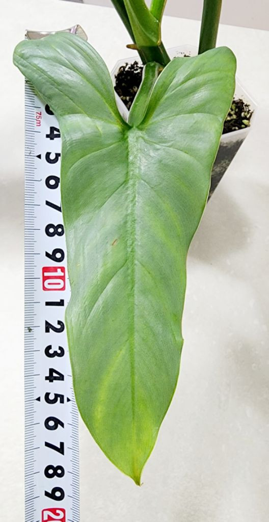 필로덴드론 실버메탈 (대품) 이미지