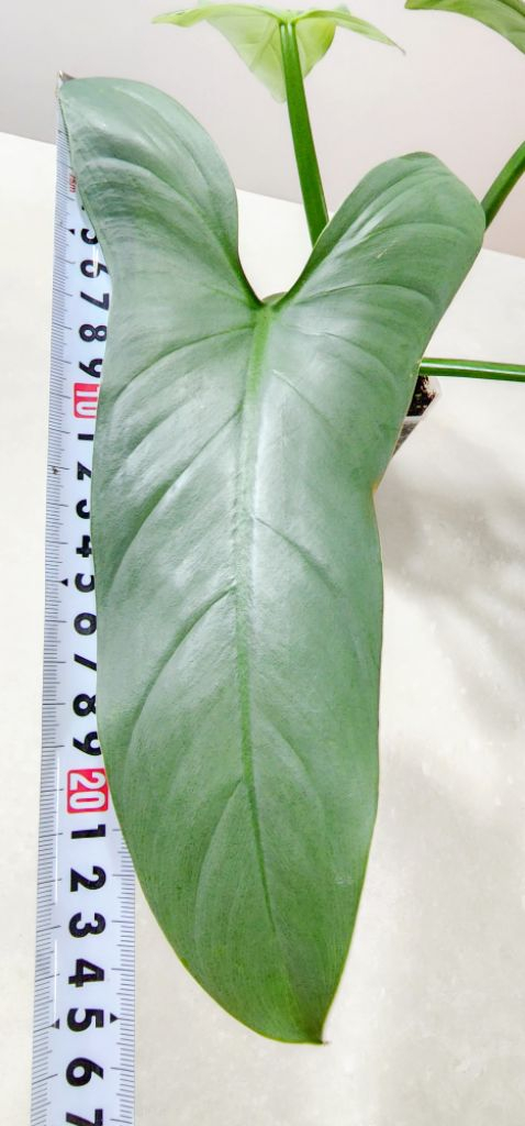 필로덴드론 실버메탈 (대품) 이미지