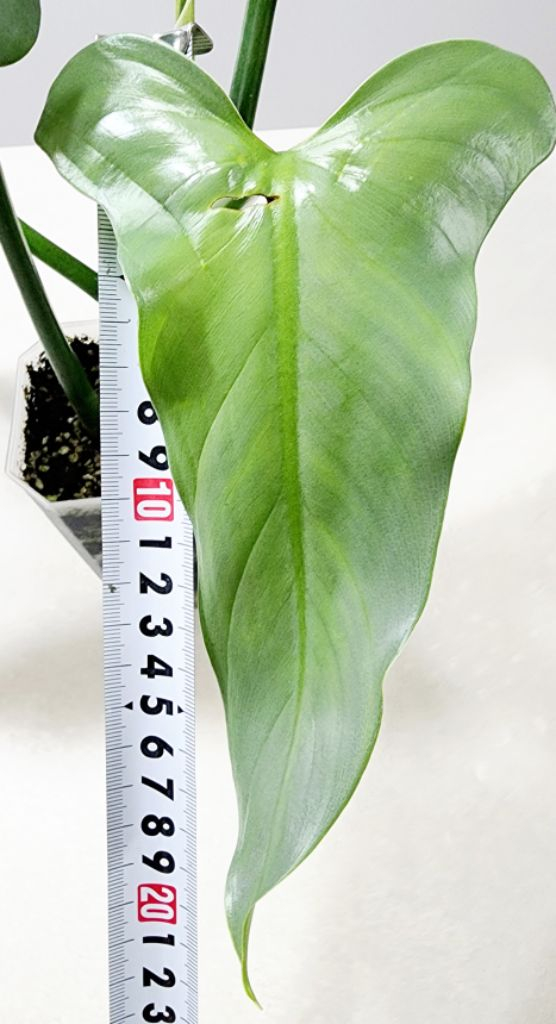 필로덴드론 실버메탈 (대품) 이미지