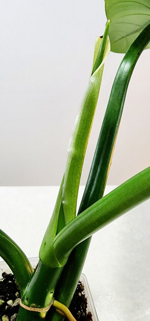 필로덴드론 실버메탈 (대품) 이미지