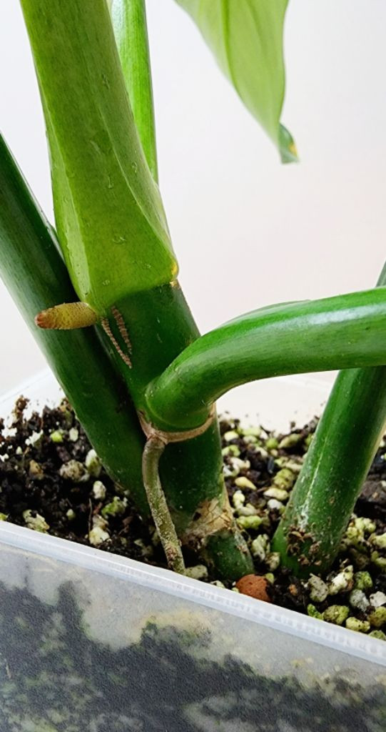 필로덴드론 실버메탈 (대품) 이미지