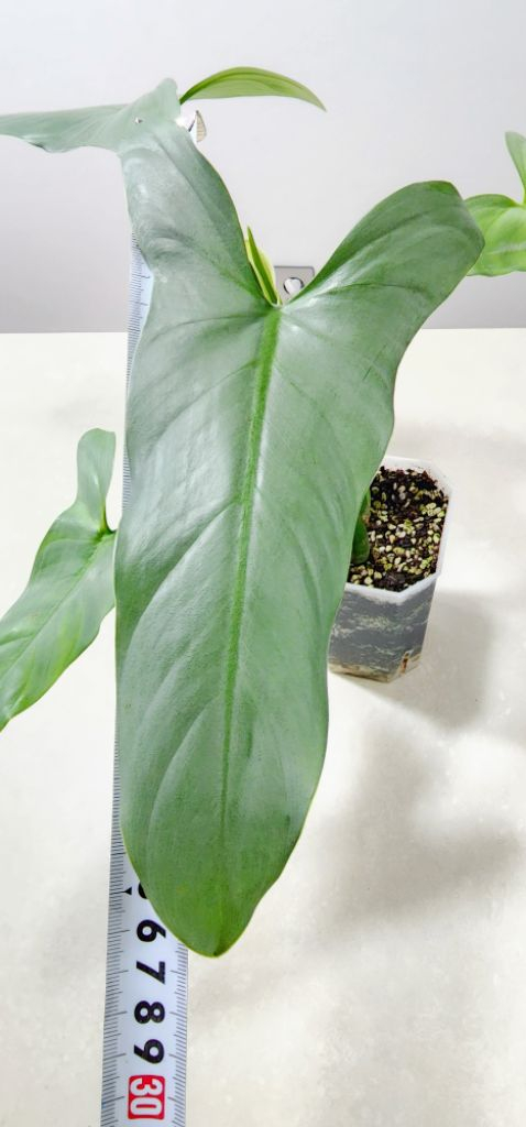 필로덴드론 실버메탈 (대품) 이미지