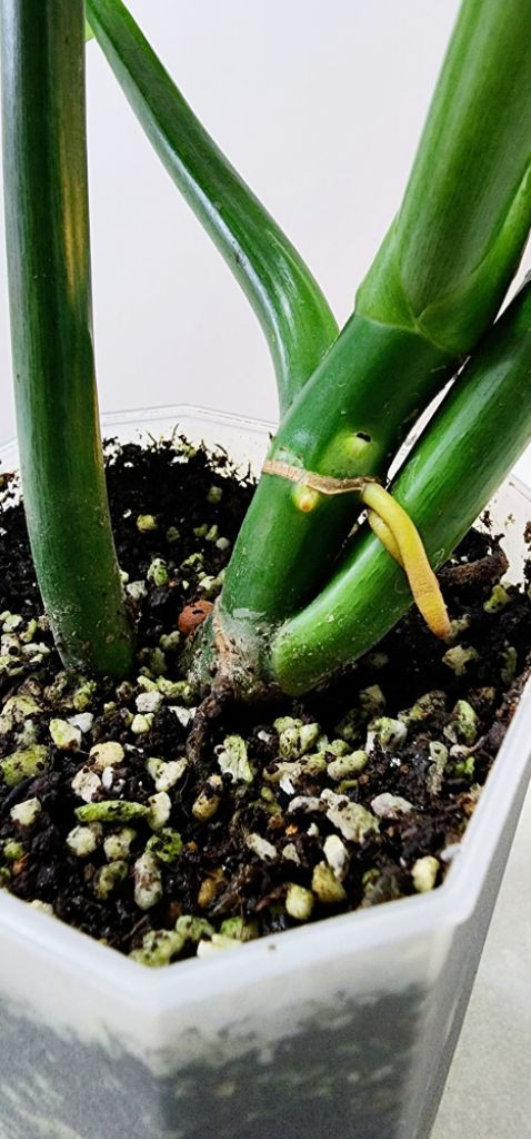 필로덴드론 실버메탈 (대품) 이미지