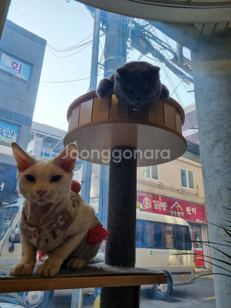 구름다리캣타워--2