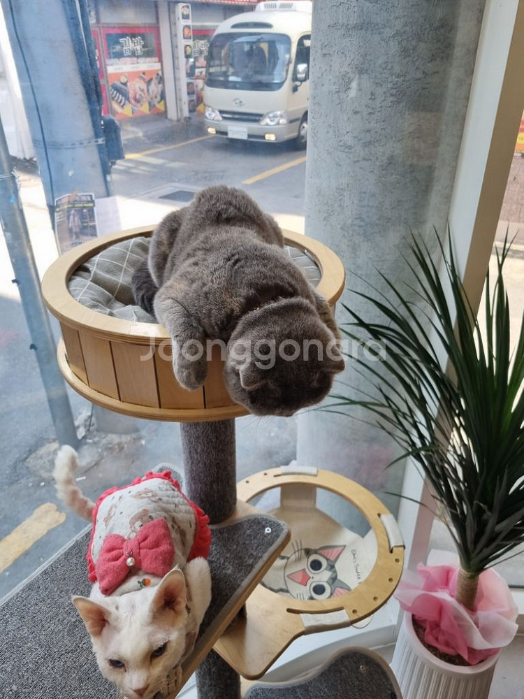 구름다리캣타워--1
